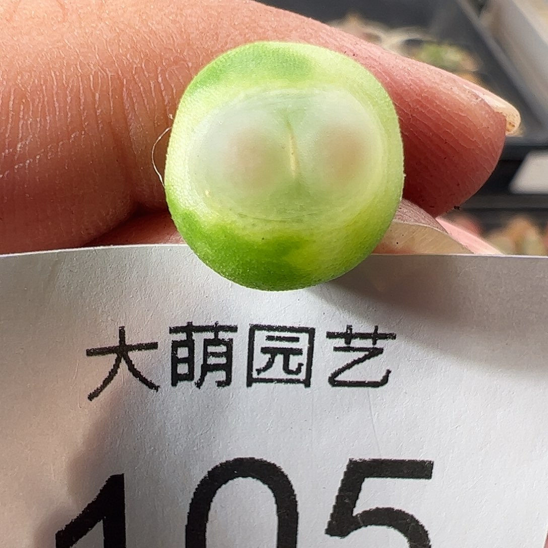 一物一拍。          105