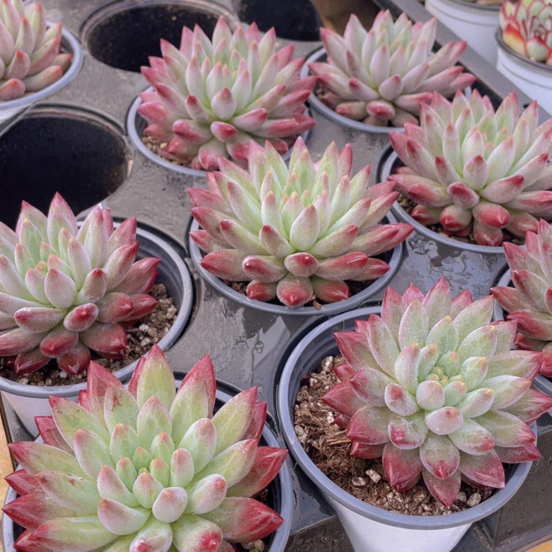 290号 如烟美人大单头一个