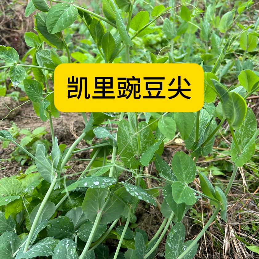贵州黔东南凯里现摘现发农家肥种植豌豆尖 
