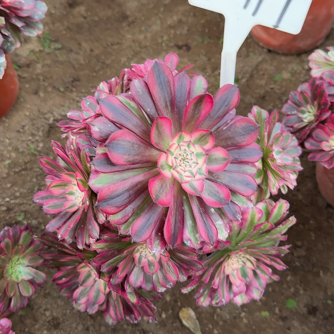 4-114祝融多肉法师多肉