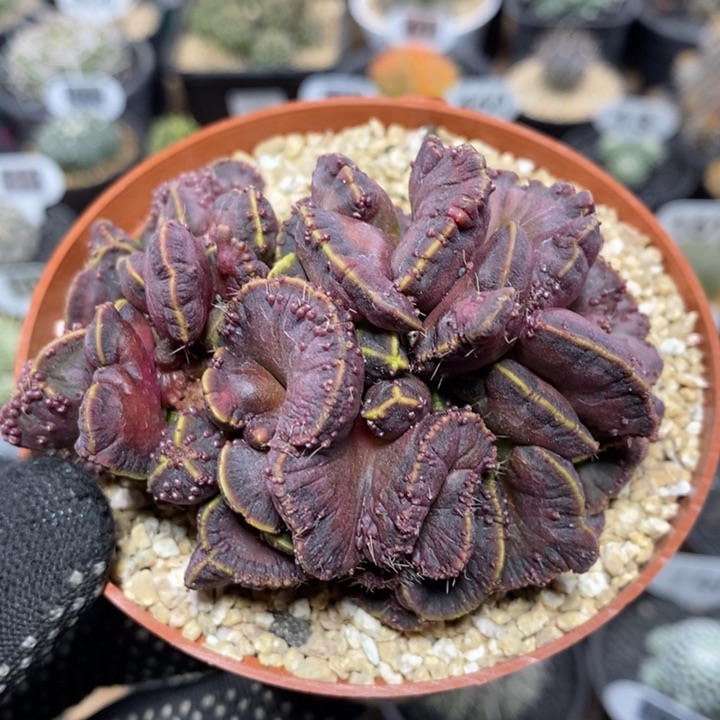 高莎缀化57号8.8cm