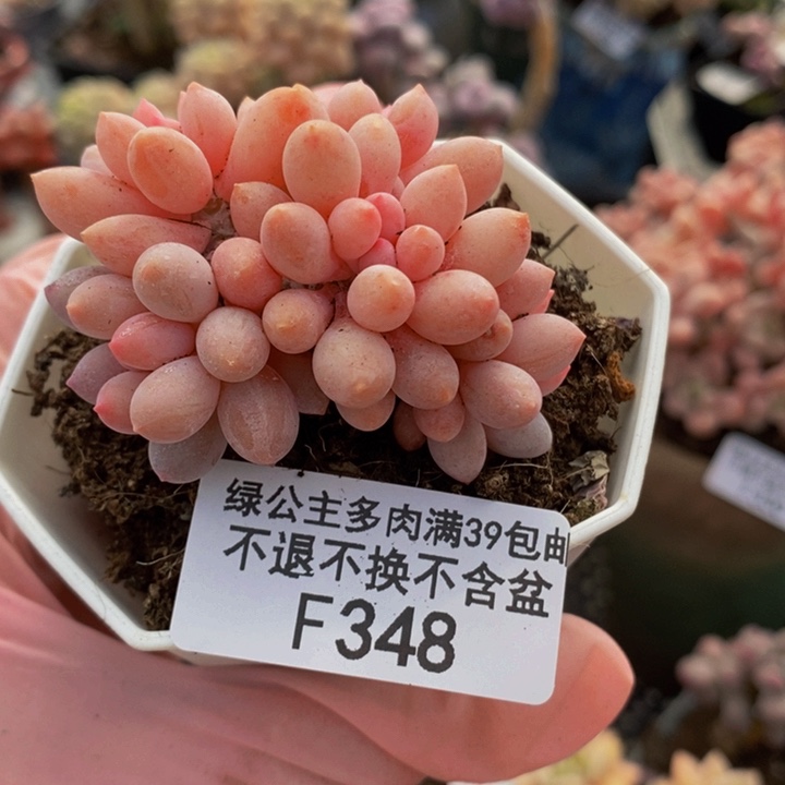 婴儿手指5cm348多肉植物