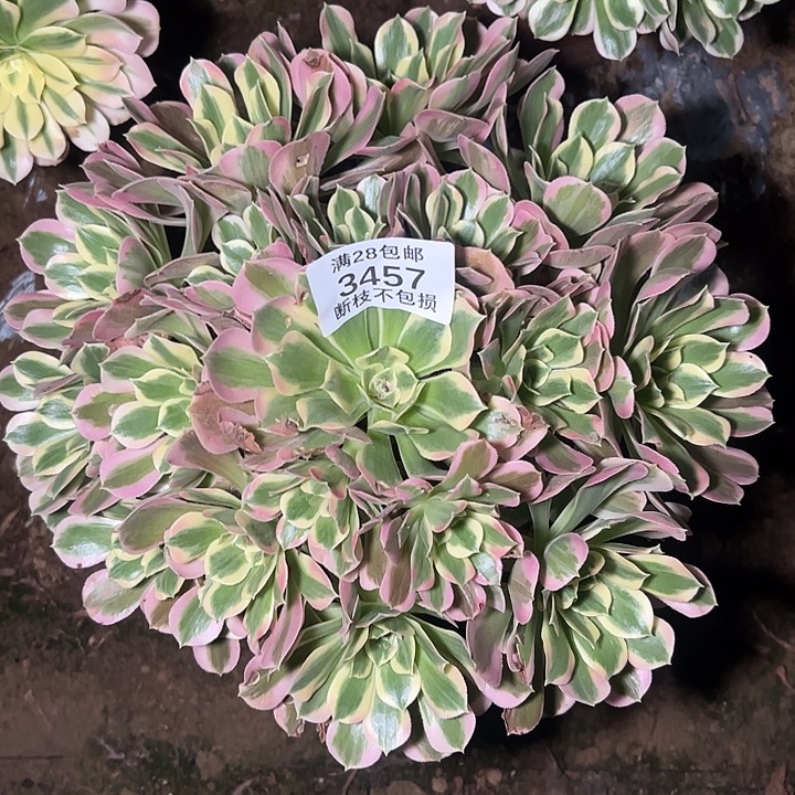 3457白凤多肉植物