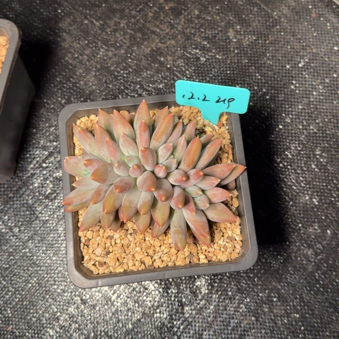 *****一物一拍彩胖哥特