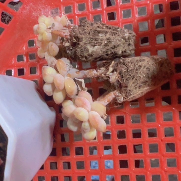 ?阳光玫瑰精品多肉植物