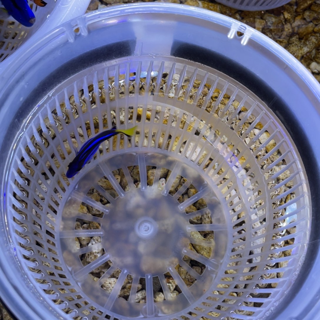 海水鱼蓝调一条顺丰包邮