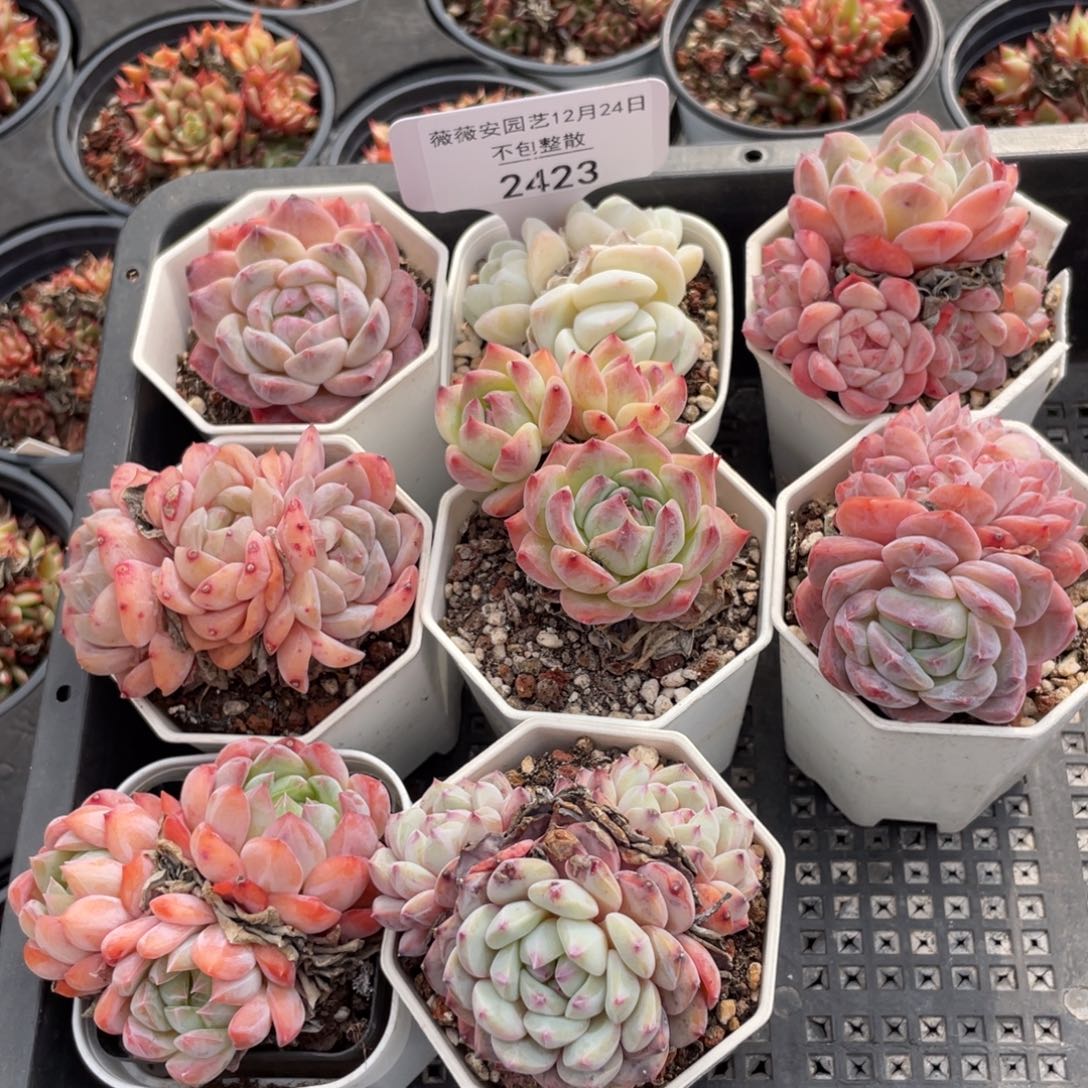 不包整散 盆子不售后2423