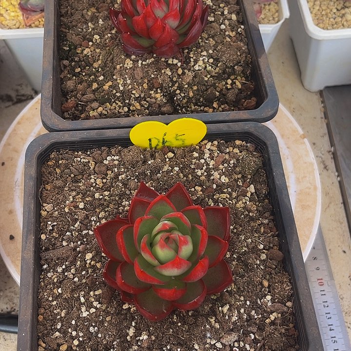 惊鸿仙子多肉植物两棵，62.65