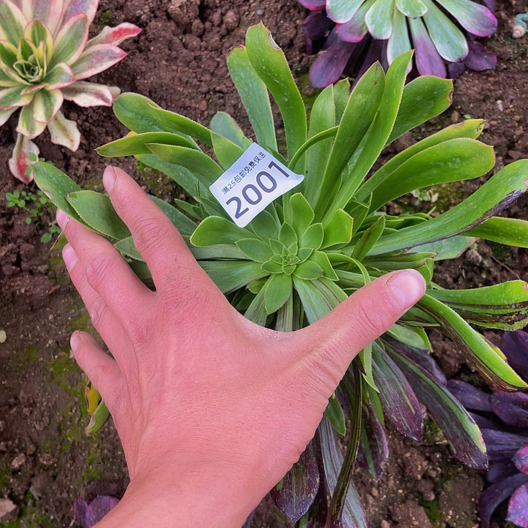 2001水墨丹青多肉植物