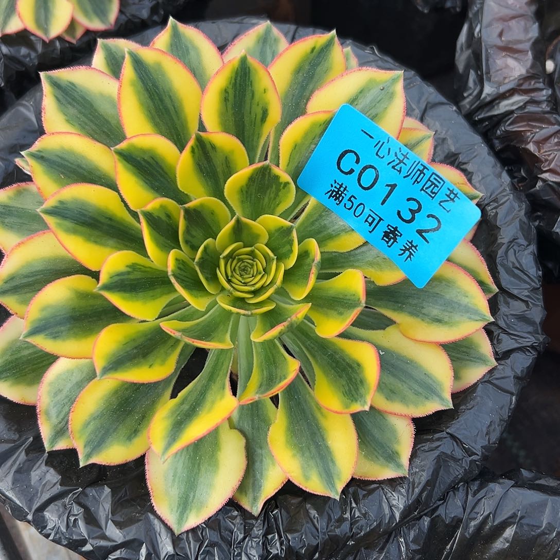 多肉植物0132太阳神