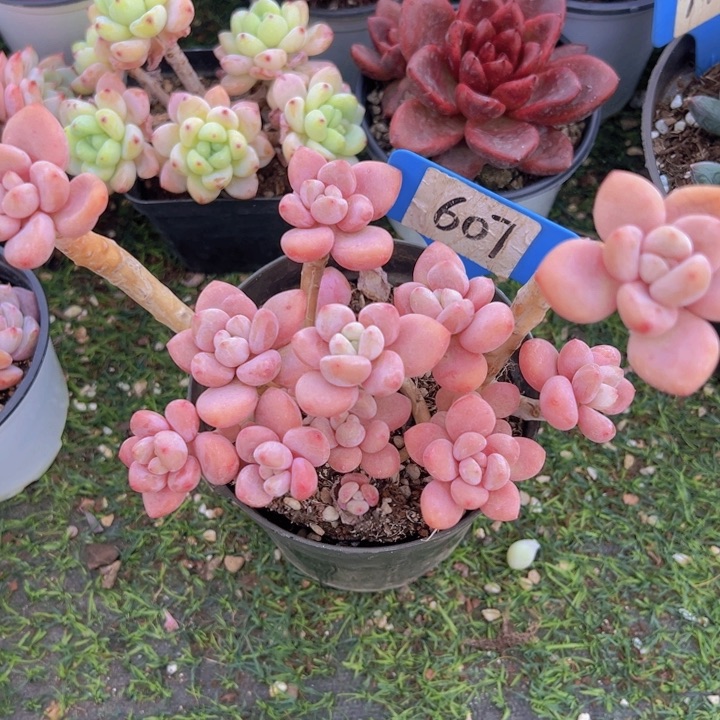 健健康康平平安安