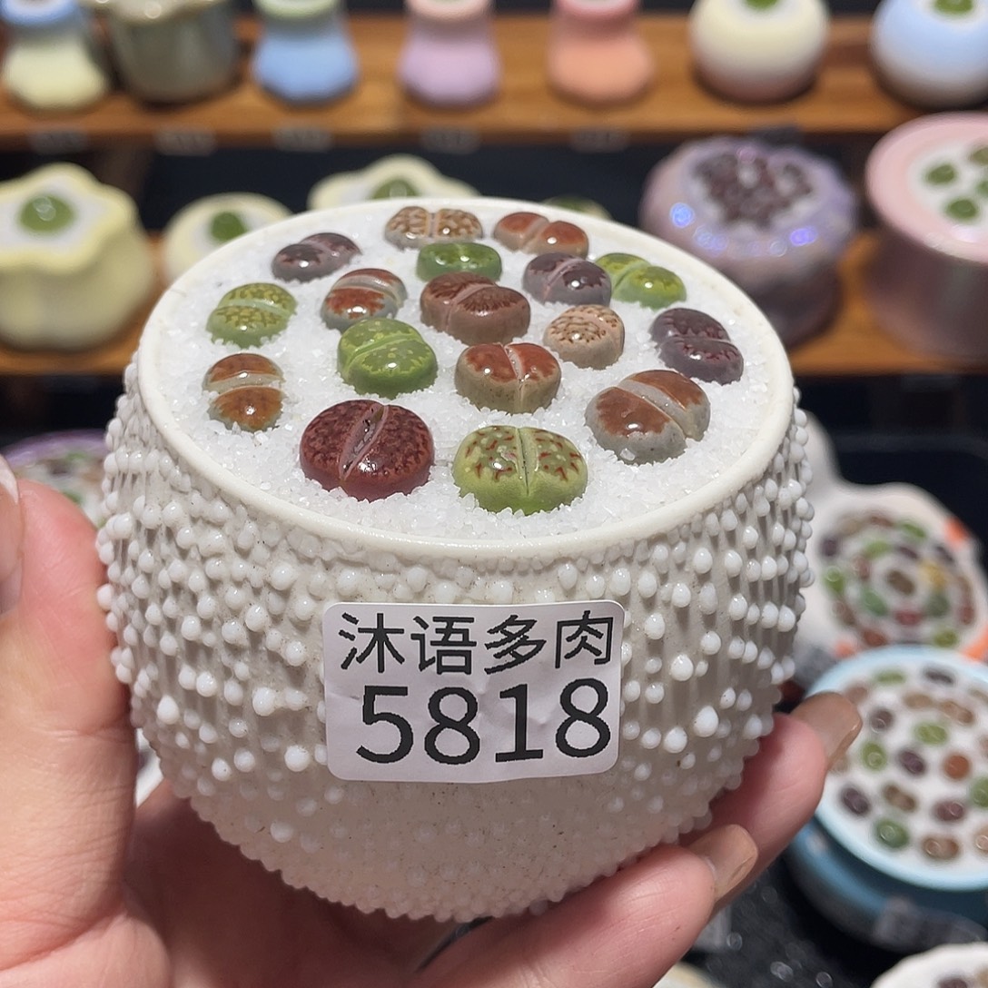 带盆土植物 一物一拍 5818
