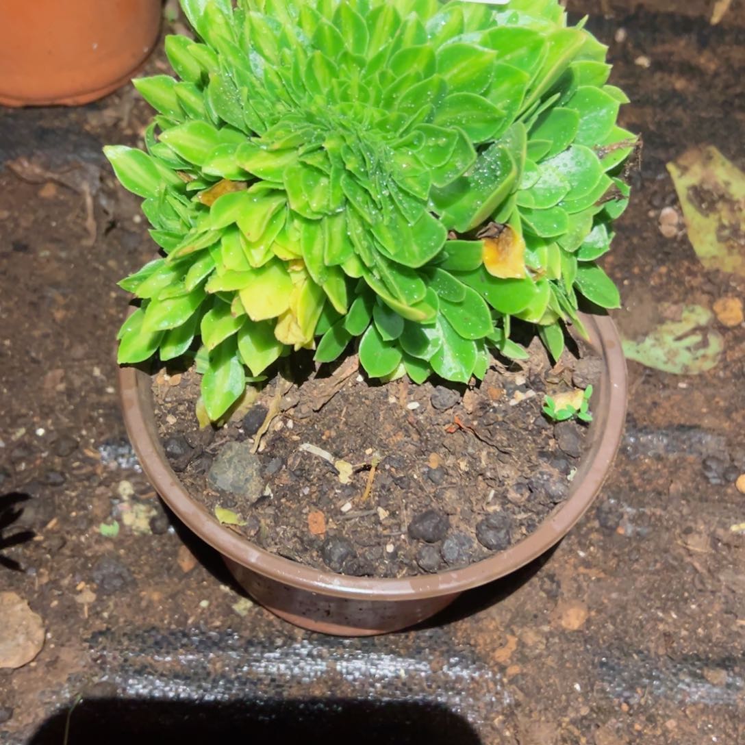 2226 号多肉植物法师