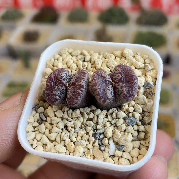 佳人园艺多肉生石花超蝶80