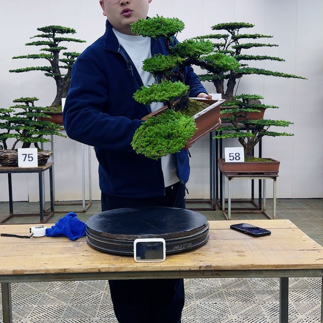 盆景柏树造型盆景