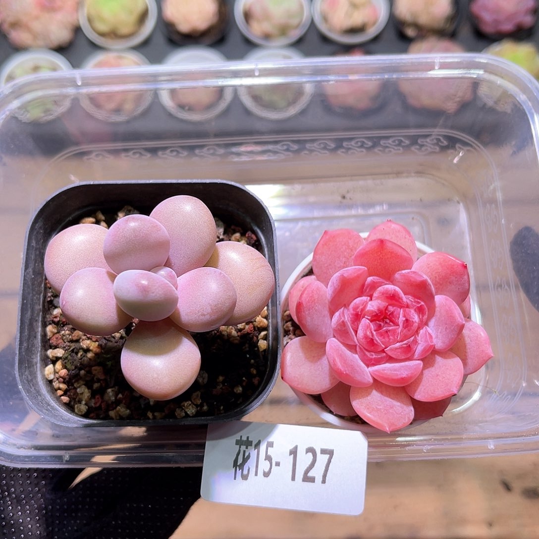 花利美15-127桃蛋➕果汁