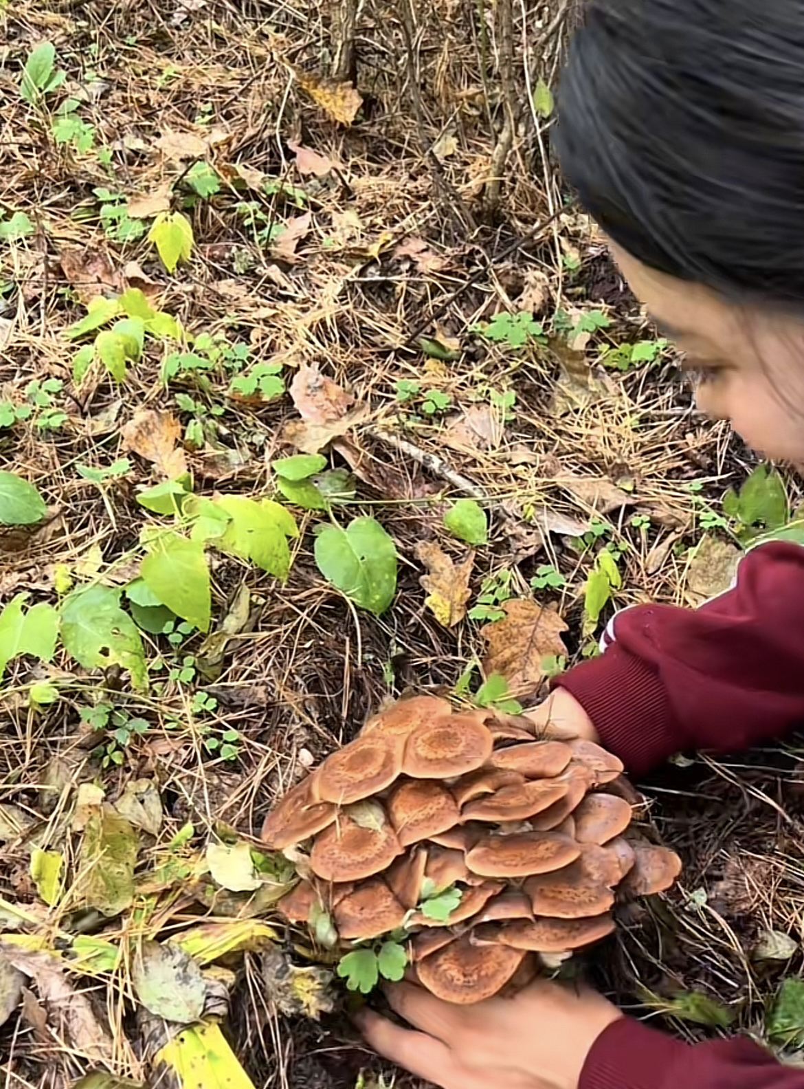 东北野生榛蘑，农家自然晾晒。