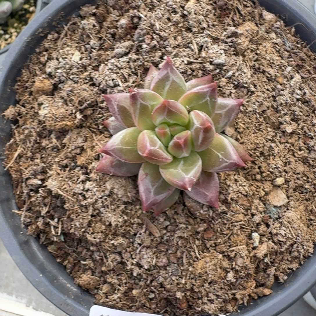 201 美人杂交 一物一拍