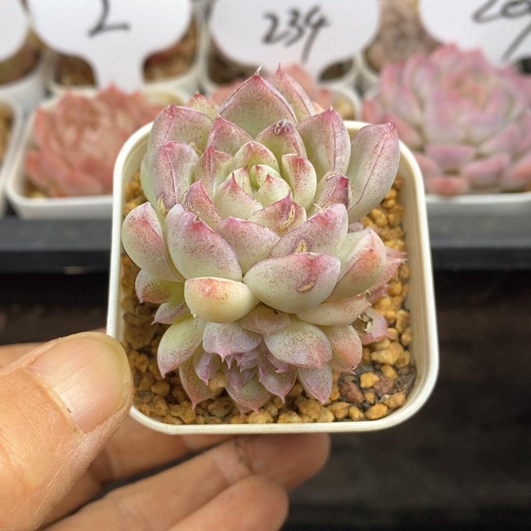 精品多肉一物一拍79