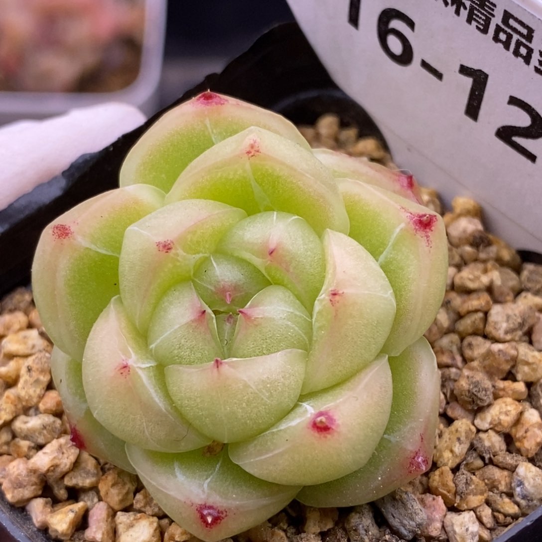 【闪购商品】16-122