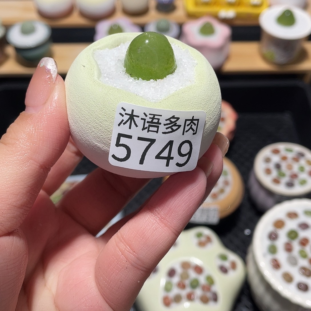 金****带盆土植物 一物一拍5749