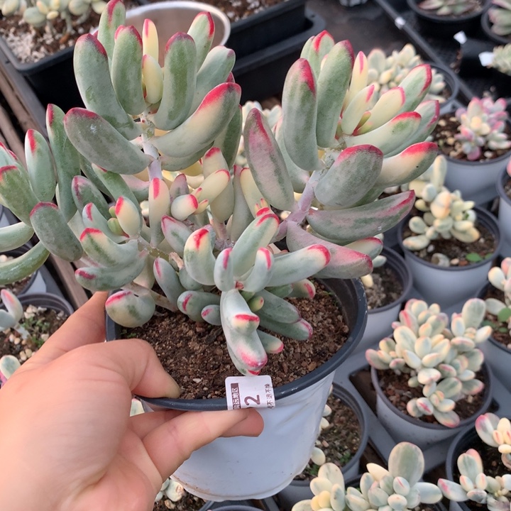 无花朵帮叶福娘锦1992