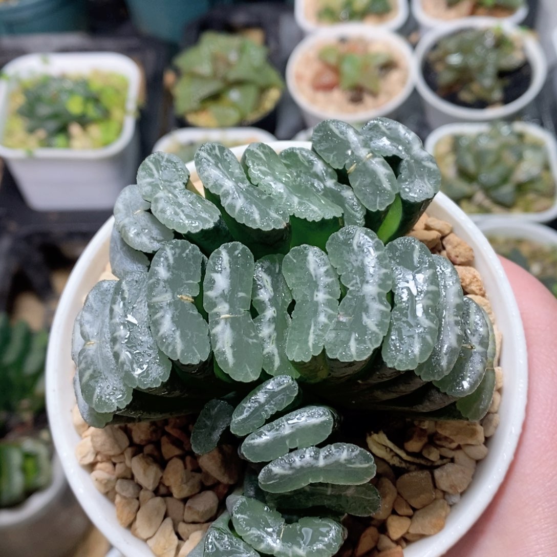 实生玉扇母本玉露多肉