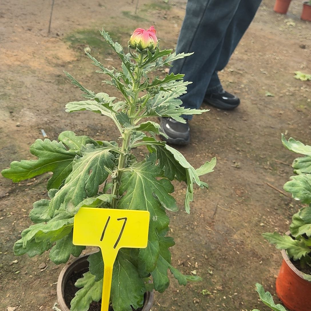 蜘***️大部分花苞少量开放17香风