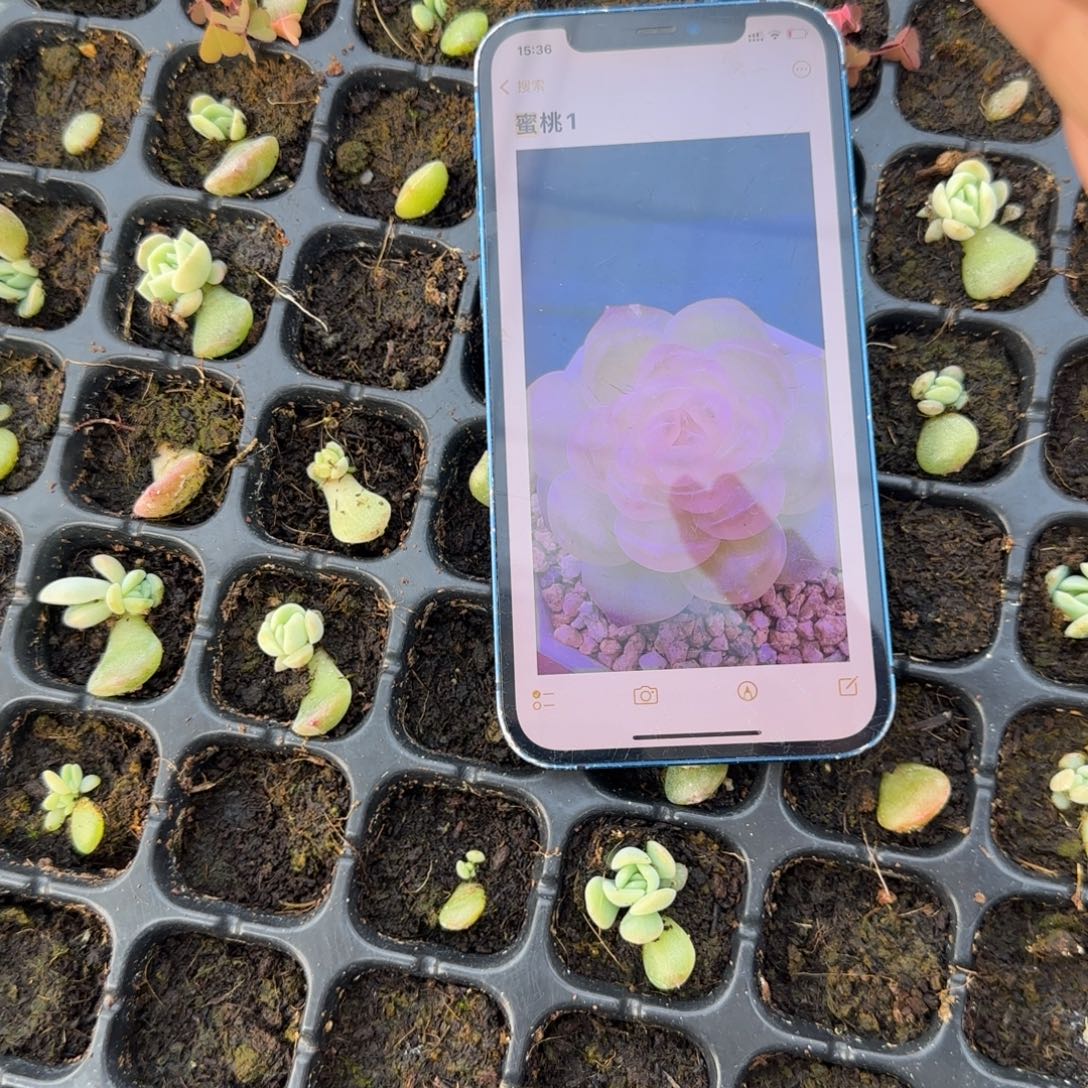 蜜桃1 穴一个个满25包邮