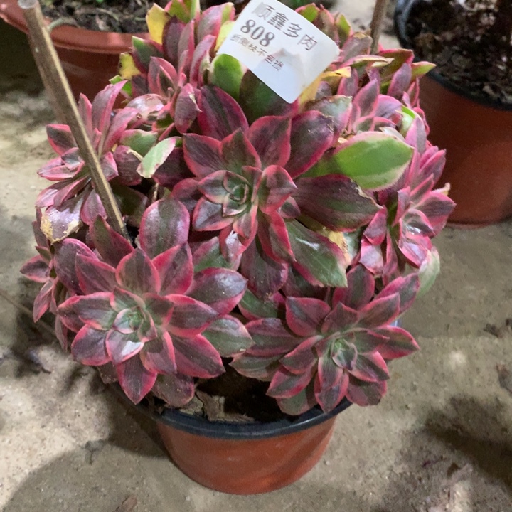 808浣纱多肉植物特价