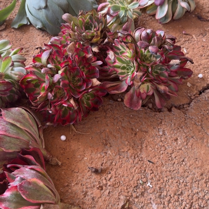 鸿运嫁接捧花啊啊