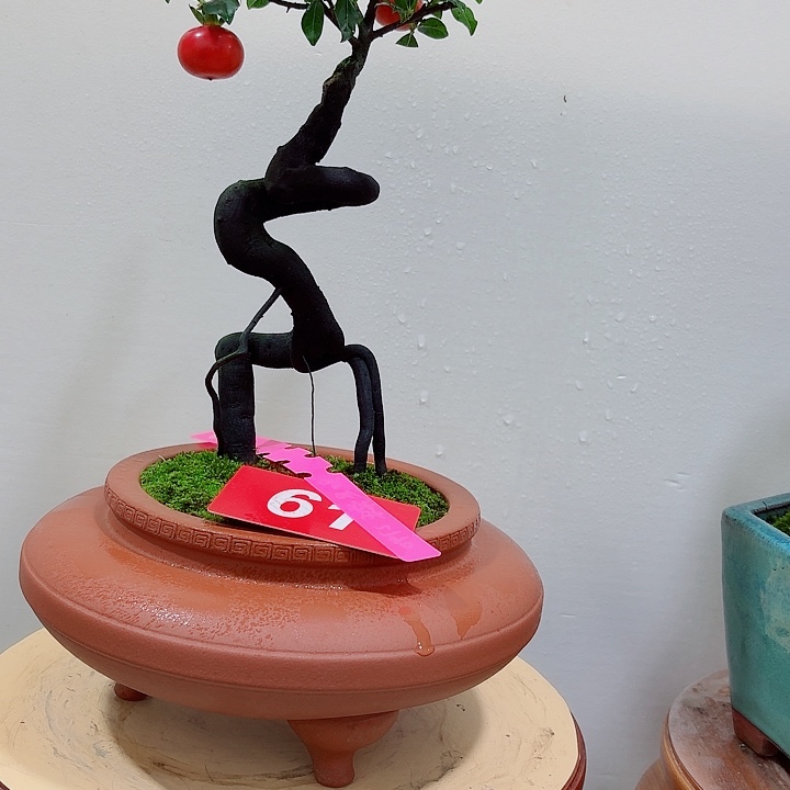 知***乐无花朵金弹子盆景树