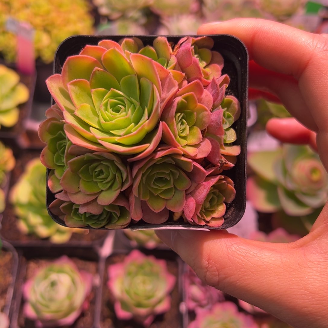 45号-四月天—山地玫瑰