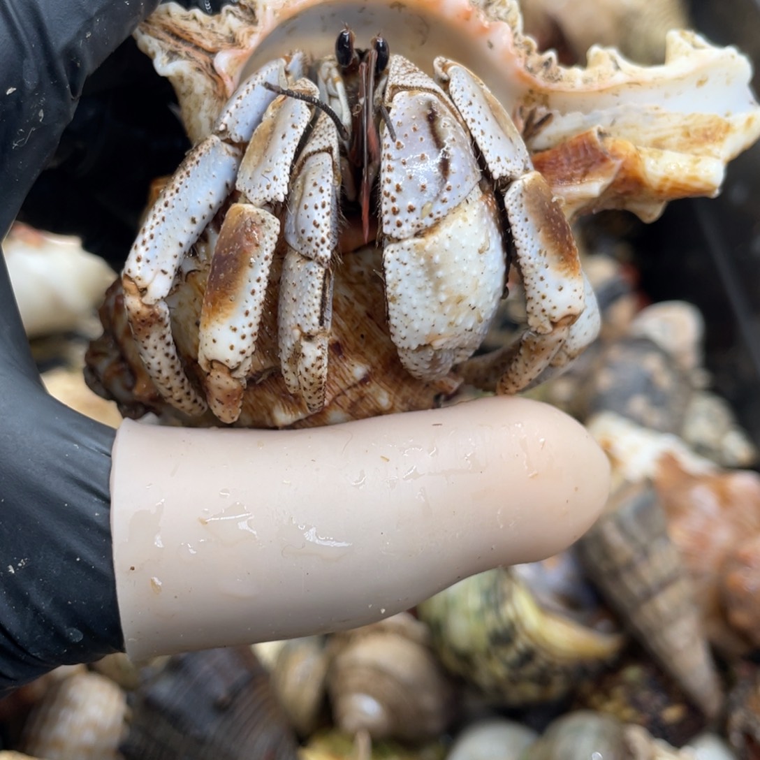 不退不换活体宠物166