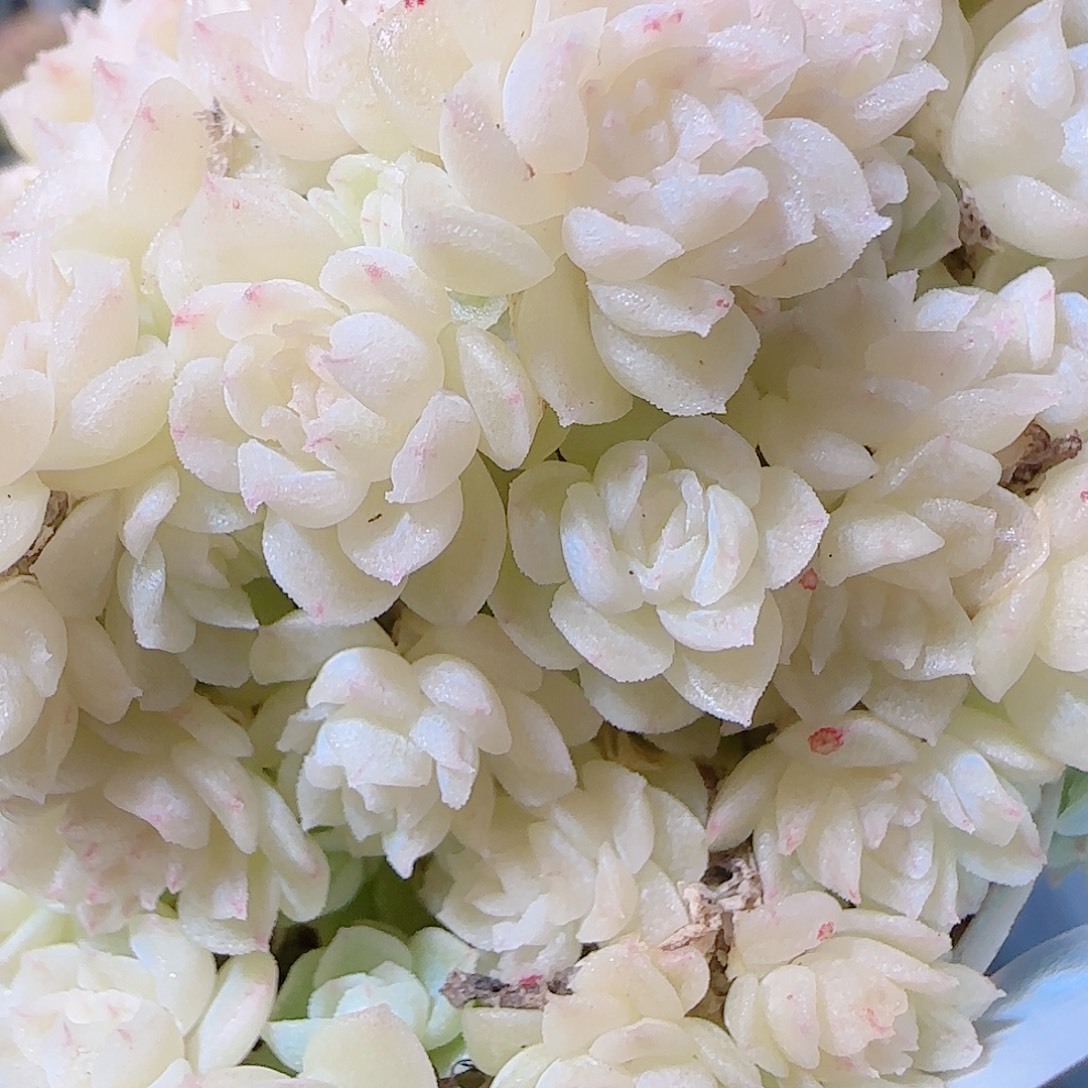 花语逸镜1125-25散