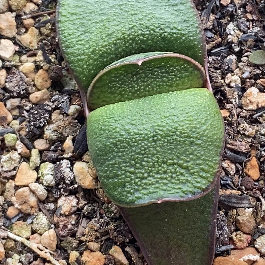 不带盆脱土裸根发货（一物一拍）