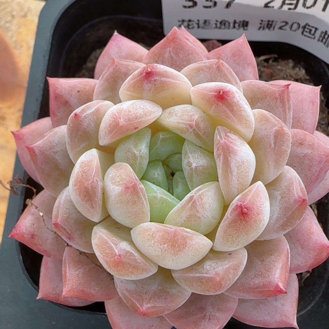 花语逸镜0201-337