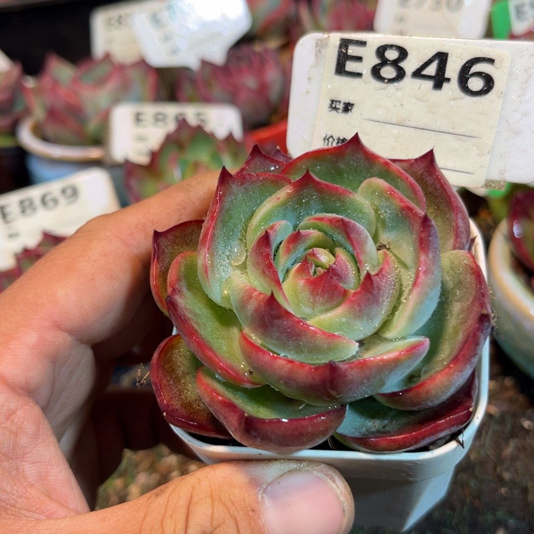 惊鸿一瞥846号带点锦多肉