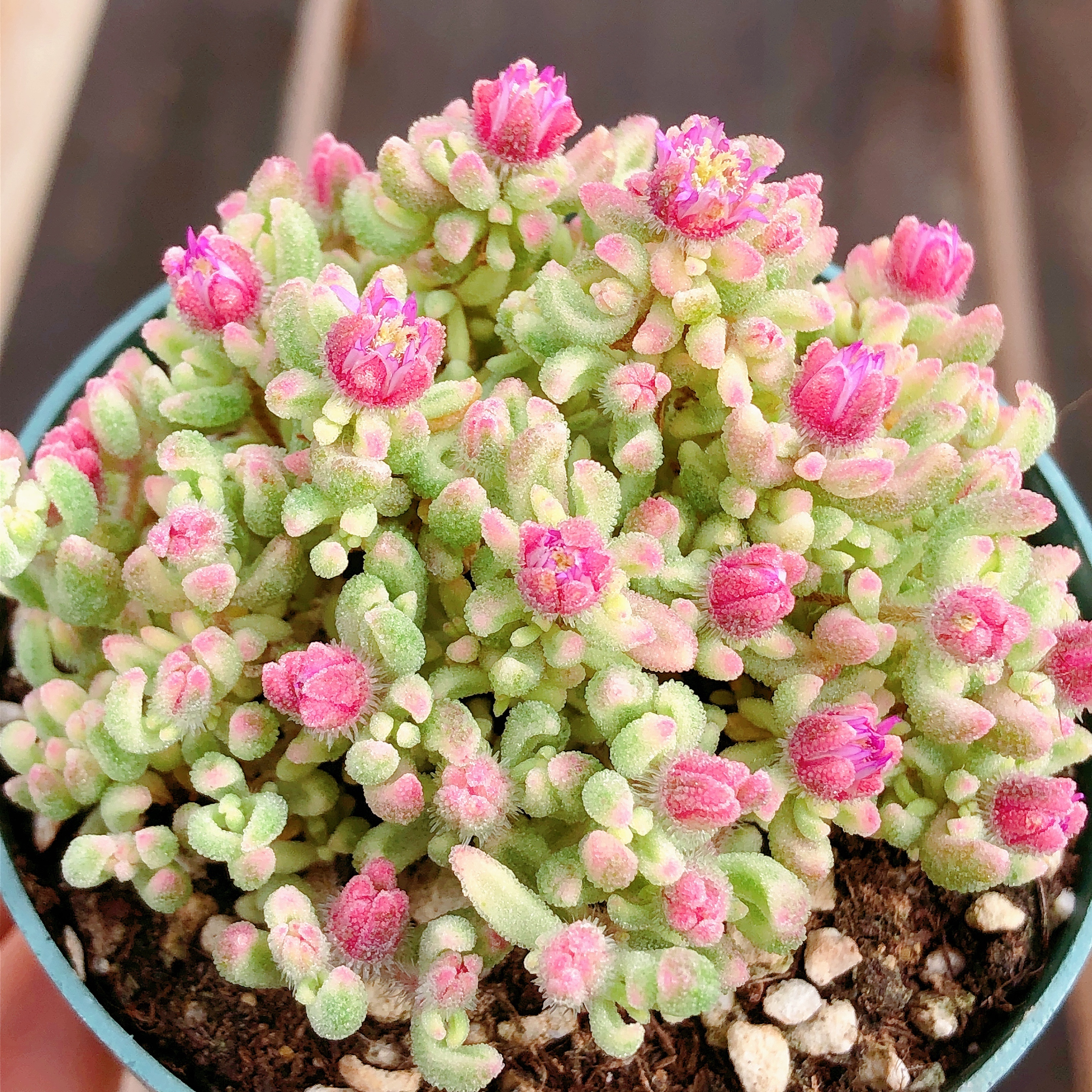 多肉植物  红宝石锦群生一颗（叶展7左右）满28元包邮除偏