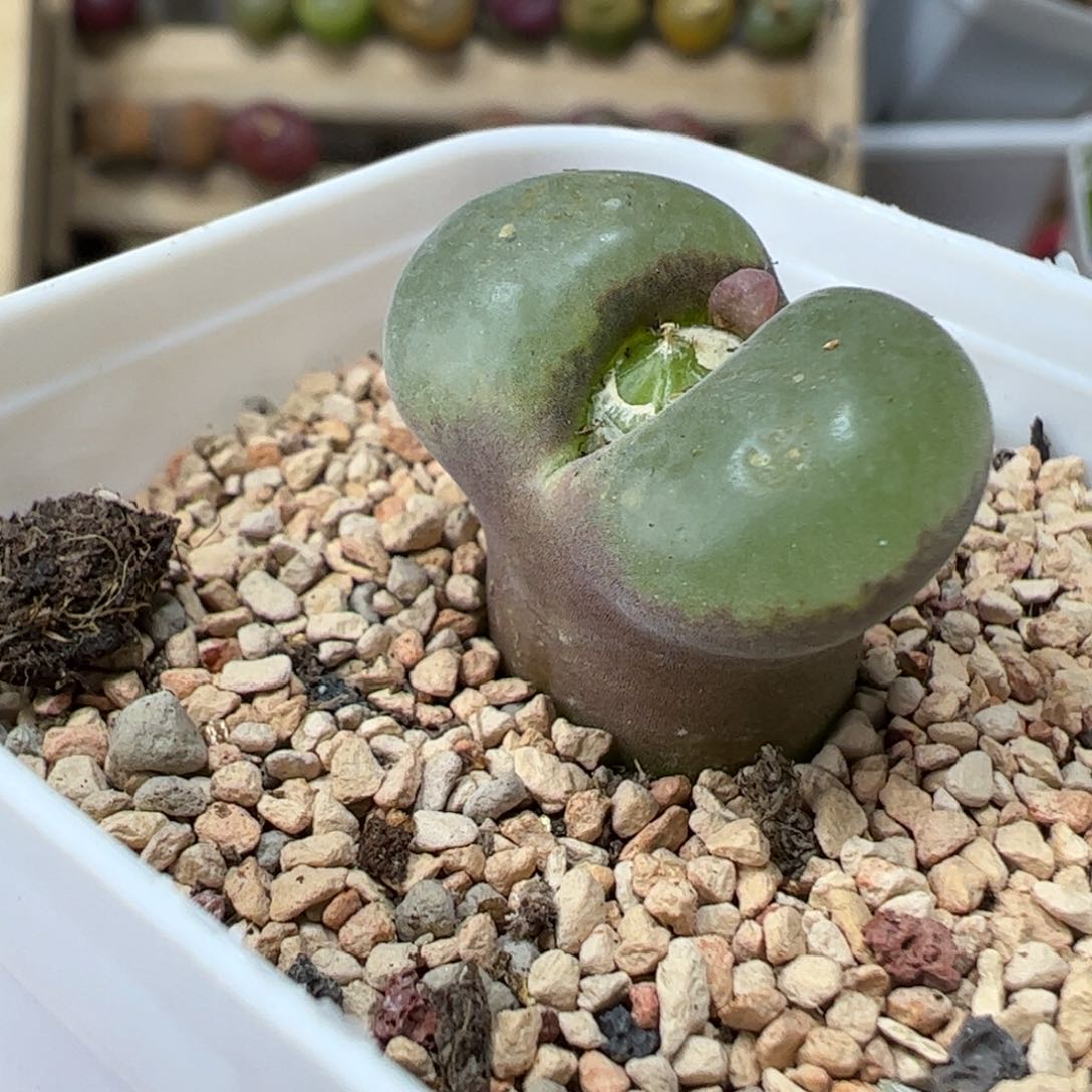 粉红女郎风铃玉带盆发