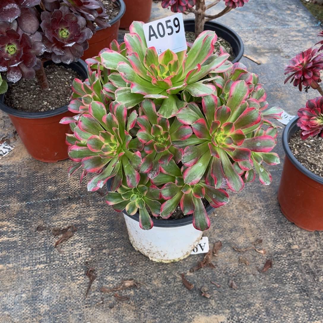 多肉植物安娜锦059多肉