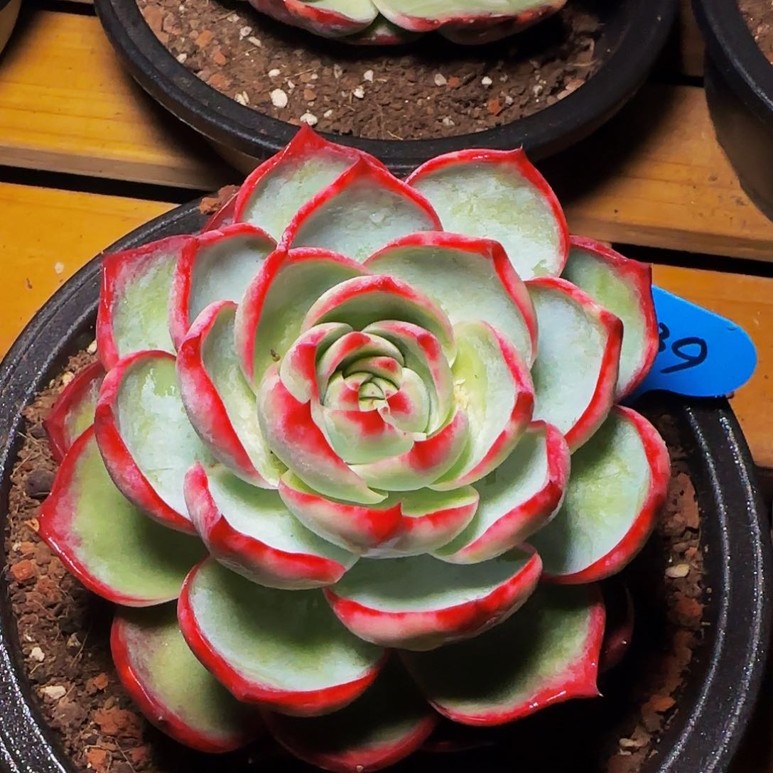 惊鸿仙子一物一拍639号一物一拍