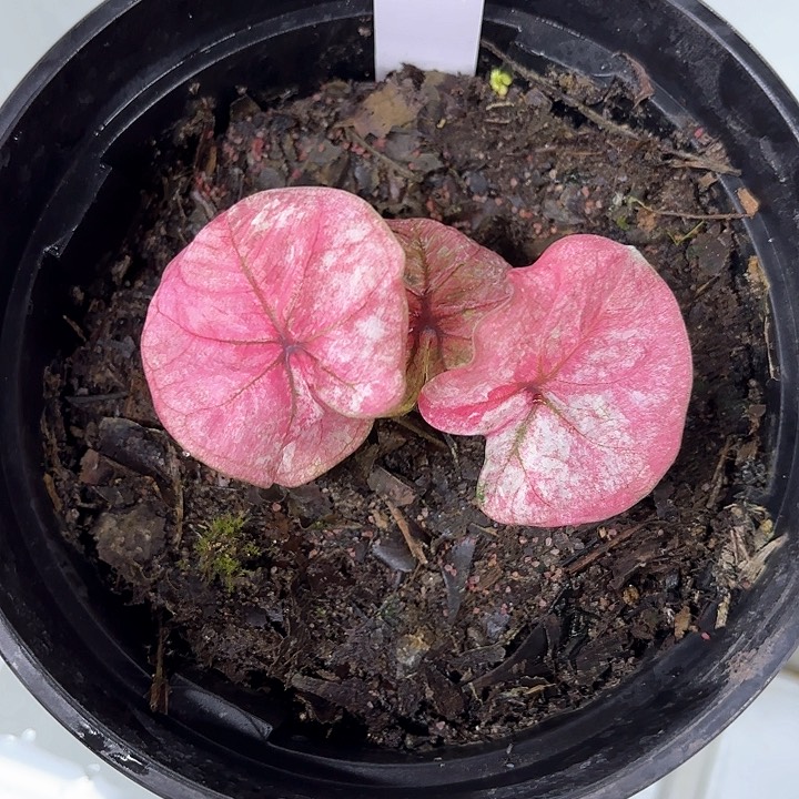 61-0213小猪彩叶芋广东现货