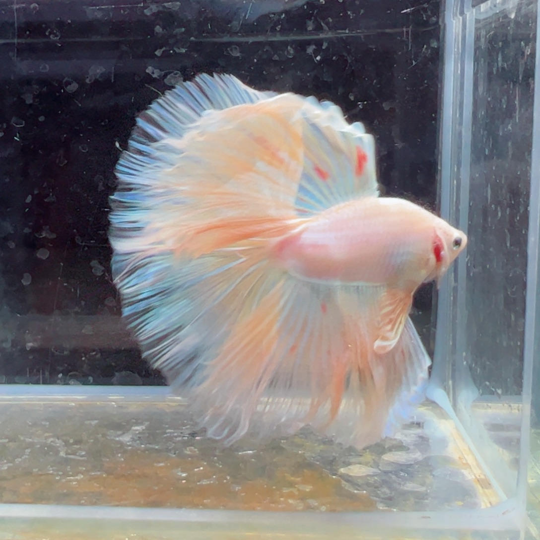 斗鱼浅色特殊尾hhhh