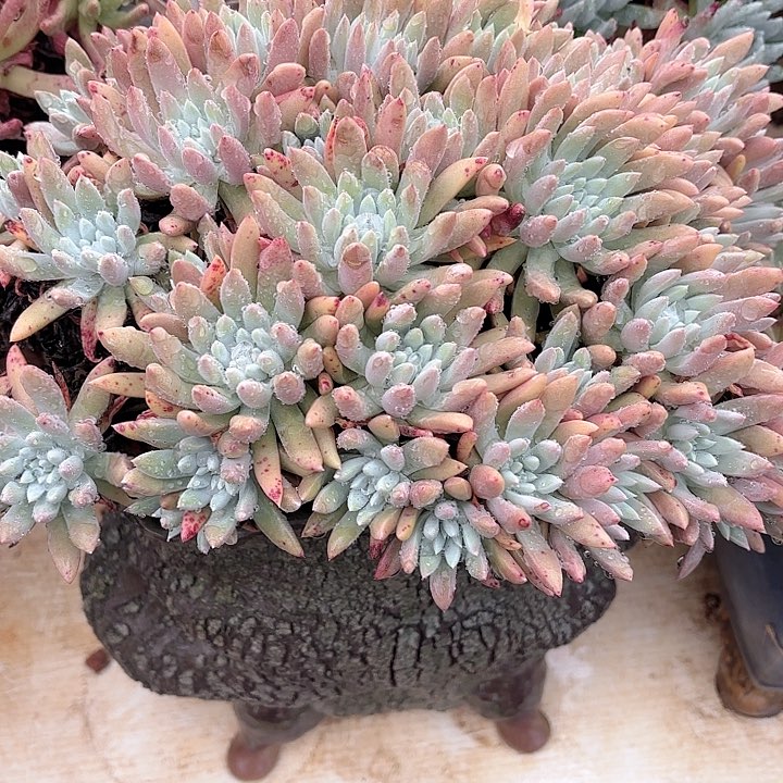 仙女杯多肉植物提取