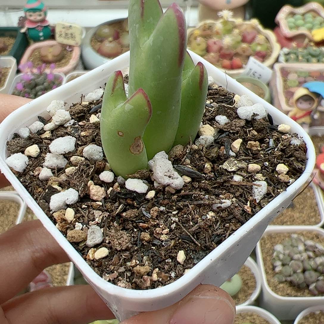 【闪购商品】206 皮卡丘福利