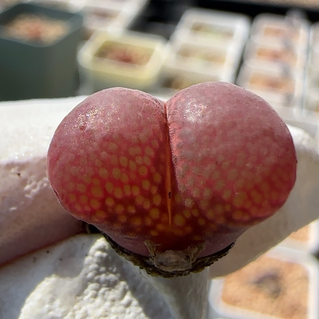 5-26-140当天满38包邮超矮紫红风铃1.4