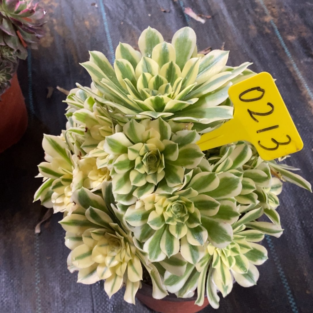 红陶0213迈巴赫。  