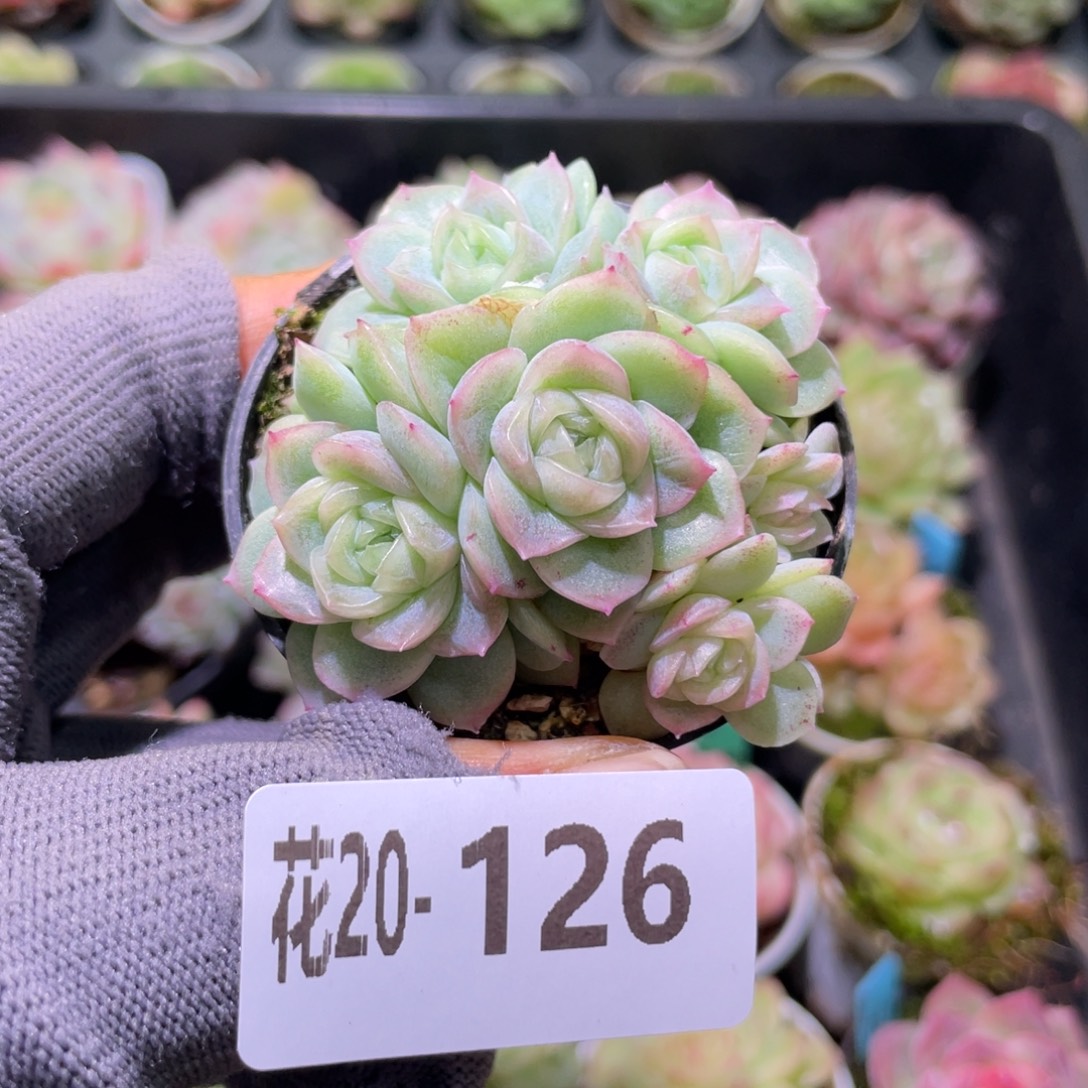 花利美20-126新品珍妮