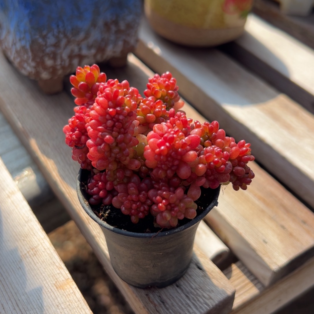 浆果缀化福利福利